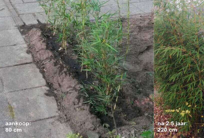 de beste niet woekerende bamboe fargesia robusta campbell