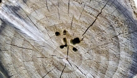 Gaten houtetende insectenlarven