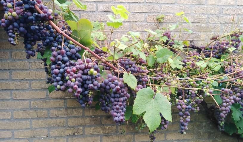 hoe blauwe druiven kweken
