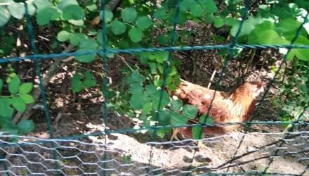 Natuurlijke, gevarieerde bodembedekking voor kippen