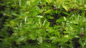 Snoeien struiken Groningen